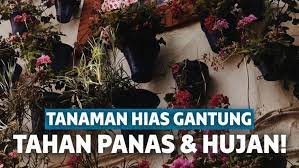Jenis tanaman toga dan manfaatnya yang bisa menjadi tanaman hias cantik di pekarangan rumah. 15 Tanaman Hias Gantung Indoor Outdoor Yang Segar