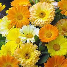 Bio Kisan Flower Seed In India Flower Seeds Online Annual Flowers Flower Seeds