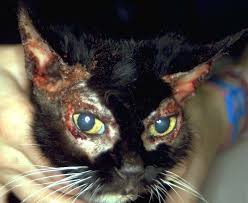 Optimal treatment for your cat requires a combination of home and professional veterinary care. Skin Pemphigus Foliaceus In Cats Vetlexicon Felis From Vetstream Definitive Veterinary Intelligence