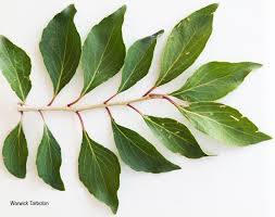 Image result for Scolopia zeyheri