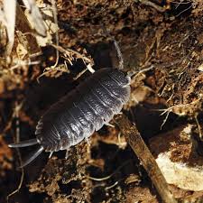 Zobaczcie sami … nieczęsto też przedstawiana jest jako zwierze mocno. Czy Stonogi Niszcza Rosliny E Ogrody Newsletter Artykuly