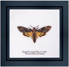 Real death head moth insect frame wall decoration. Death S Head Hawk Moth From Thea Gouverneur Animals Cross Stitch Kits Kits Casa Cenina
