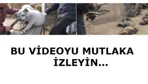 Cin De Hayvanlara Uygulanan Siddetin Goruntuleri Yasam Haberler
