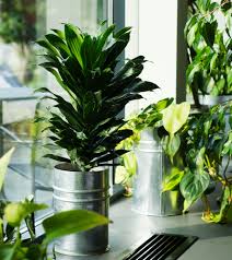 Image result for Dracaena fragrans