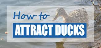 Creating barriers using garden netting is probably the most effective way to keep birds out. How To Attract Wild Ducks To Ponds Best Methods Pond Informer