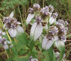 Image result for Haumaniastrum caeruleum