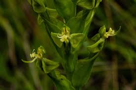 Image result for Liparis nyikana