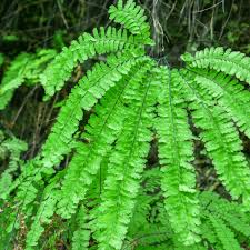 Image result for Adiantum vogelii