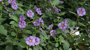 Mediterrane pflanzen für haus und garten: Mediterranen Pflanzen Im Garten Bambuswald