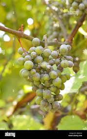 Image result for Uncinula necator