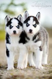 Siberian Husky Puppies Animaux Chiot Husky Animaux Mignons