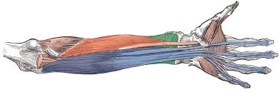 The brachioradialis muscle, which is fixed to the radius, to its distal end. Muscles Of The Anterior Forearm Flexion Pronation Teachmeanatomy