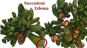 Succulent Care The Succulent Eclectic In 2020 Succulents Succulent Care Plant Roots