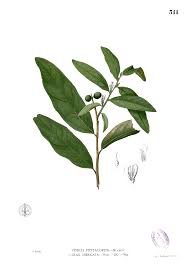 Image result for Olax gambecola