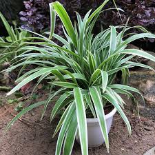 Image result for Chlorophytum