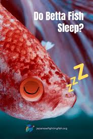 Maybe you would like to learn more about one of these? Do Betta Fish Sleep Articles And Guides For Betta Fish Owners