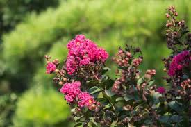 Maybe you would like to learn more about one of these? Crape Myrtle Pink Velour Tree Top Nursery Landscape Inc