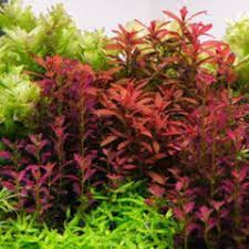 Image result for Rotala gossweileri
