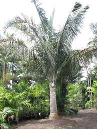Image result for Disa robusta