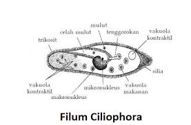 Ciliata Pengertian Ciri Struktur Klasifikasi Reproduksi