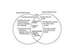 Sexual And Asexual Reproduction Chart The Way The Tigers