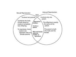 sexual and asexual reproduction chart the way the tigers