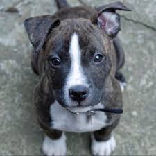 Black And White Boston Terrier Pitbull Mix Pitbull Boston Terrier Mix Pitbull Mix Puppies Pitbull Terrier Pitbull Mix Breeds