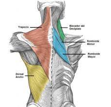 Check spelling or type a new query. Anatomia De Los Musculos De La Espalda Mt