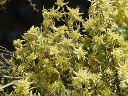 Image result for Clematis costata