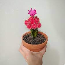 From flowergirls & cowgirls by the topp tunes. Blooming Moon Cactus Container Plants Different Plants Cactus Plants