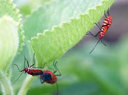 Masalah serangan serangga perosak pada tanaman adalah perkara yang biasa dihadapi. Tanamsendiri Com Grow Your Own Serangga Perosak Anak Dara Cina Red Cotton Bug Dysdercus Cingulatus