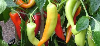Such as 'the wind blew chilly' or 'the conversation became chilly'. Dare To Grow The Hottest Chili Peppers