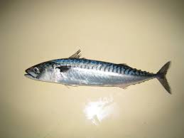 Juragan ikan menjual ikan tenggiri giling kualitas super dan ikan gabus super, fresh. Kumpulan Gambar Ikan Tenggiri Super Cantik Hasil Mancing