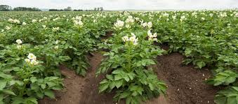 Ja, man kann kartoffeln im september pflanzen. Kartoffeln Erzeugung Bzfe