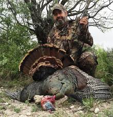 Wild turkeys spend their days foraging for wild food. Cooking Your Wild Turkey