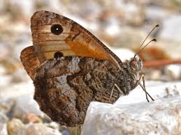 Image result for Cryptolepis hypoglauca