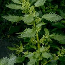 Image result for Scepocarpus trinervis