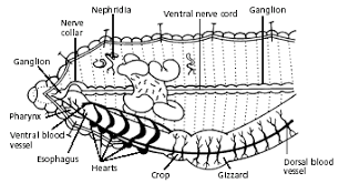 The segmented body parts provide important structural. Earthworm Dissection