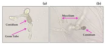 Activity of Aqueous Extracts from Native Plants of the Yucatan Peninsula  against Fungal Pathogens of Tomato In Vitro and from Croton chichenensis  against Corynespora cassiicola