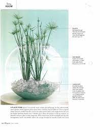 Bright green parasols of narrow leaves top each stem. I Positively Adore This Aquatic Terrarium The Dwarf Papyrus Looks Very Cool Popping Out The Top Of The Container Ori Plants Aquatic Garden Aquatic Terrarium