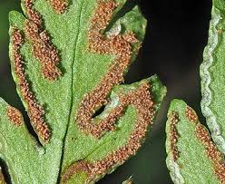 Image result for Doryopteris concolor