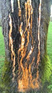 Image result for trees with black goo