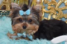 Coalburg alabama pets and animals 500 $. Teacup Yorkies For Sale Tea Cup Breeder Puppies Micro Tiny