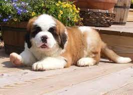 400000 St Bernard Puppies St Bernard Puppy Puppies For Sale Saint Bernard