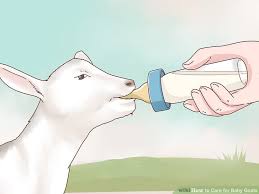 How To Care For Baby Goats 15 Steps With Pictures Wikihow