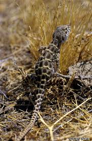 Image result for Gnidia chapmanii