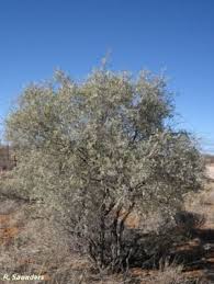 Image result for Acacia haematoxylon