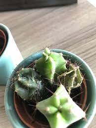 The best questions are directly relevant to cactus communications. Something Seems Wrong With My Cactus Does Anyone Know What S Wrong Thanks For The Help Cactus