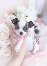 This alert, agile and swift dog with a compact body stature could have either an apple or deer head along with other features like a short, pointed muzzle, slightly arched neck and a moderately long tail carried in. Teacup Chihuahuas And Chihuahua Puppies For Sale By Teacups Puppies Boutique Teacup Puppies Boutique