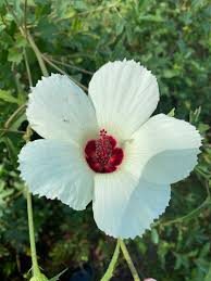 Image result for Hibiscus nigricaulis